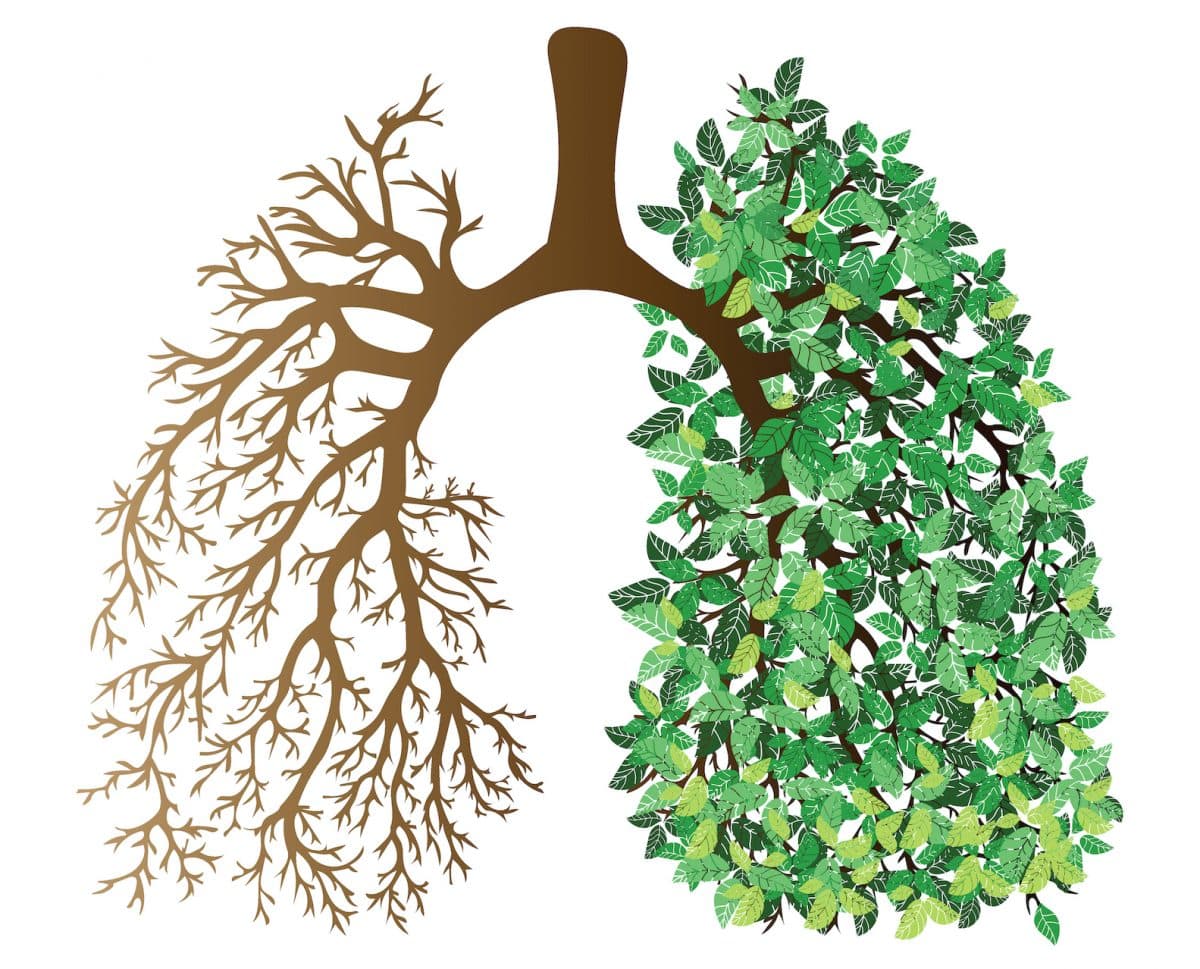Lungs representing formation and mission
